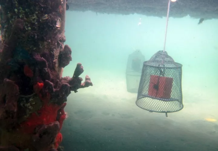 Experimentos suspendidos desde un muelle en Bocas del Toro. Foto:  Smithsonian