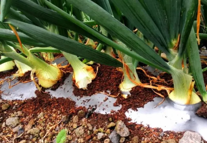 Panamá no ha sido autosuficiente en la producción de cebolla. Foto: MIDA
