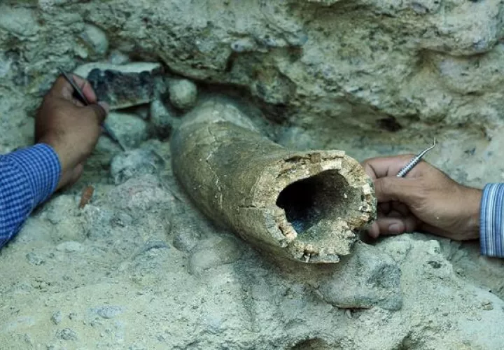 Colmillo de un mastodonte descubierto en Tegucigalpa (Honduras). 