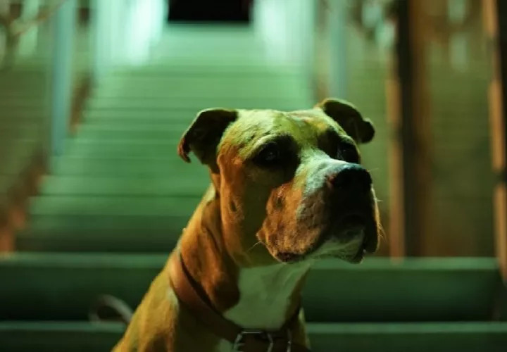 La raza no determina el comportamiento del perro. Foto: Ilustrativa / Pexels