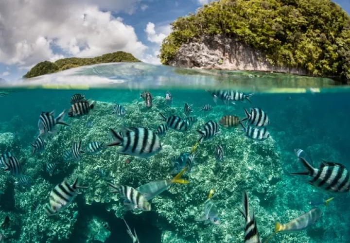 El 8 de junio es el Día Mundial de los Océanos. Foto: Cortesía PNUD
