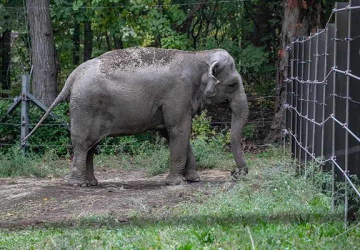 Fotografía divulgada por el grupo de defensa de los animales Nonhuman Rights Project donde aparece la elefanta asiática llamada "Happy" .