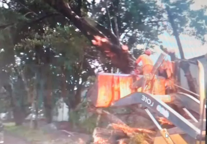 Un enorme árbol cayó en la vía de la comunidad José Dominador Bazán (Davis). Foto: Diomedes Sánchez 