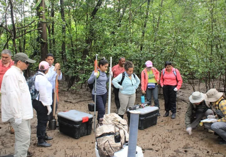 En el programa se estudia la eco geomorfología y eco tipos de manglar. Foto: Senacyt