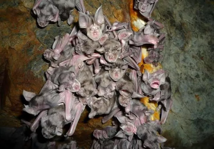Una colonia de cría de la especie de murciélago Rhinolophus ferrumequinum. 