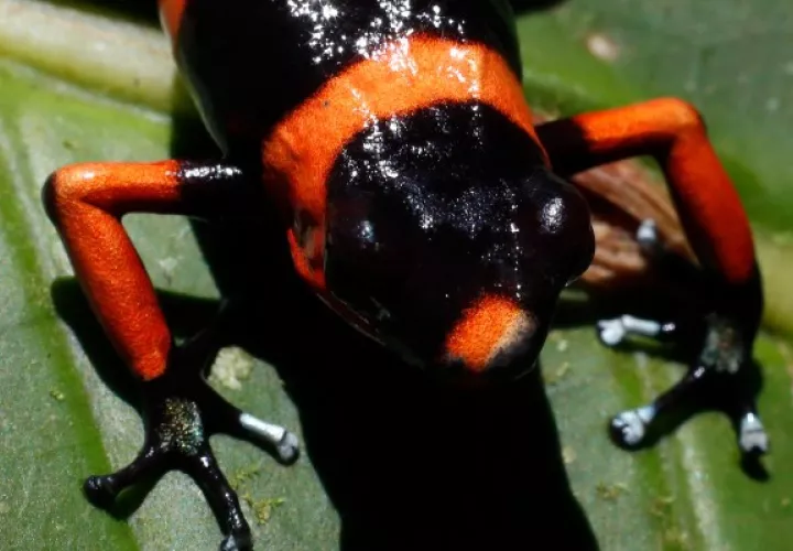 La ranita venenosa "Oophaga lehmanni" en peligro de extinción. Foto: EFE