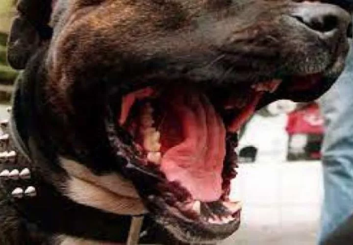 Este lamentable hecho reabre el debate sobre la tenencia de  perros de la raza pitbull. Foto: Grupo Epasa
