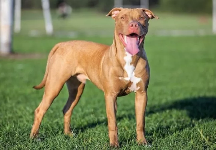 El pitbull es la raza más eficiente una vez ataca, indicó Canine Journal.