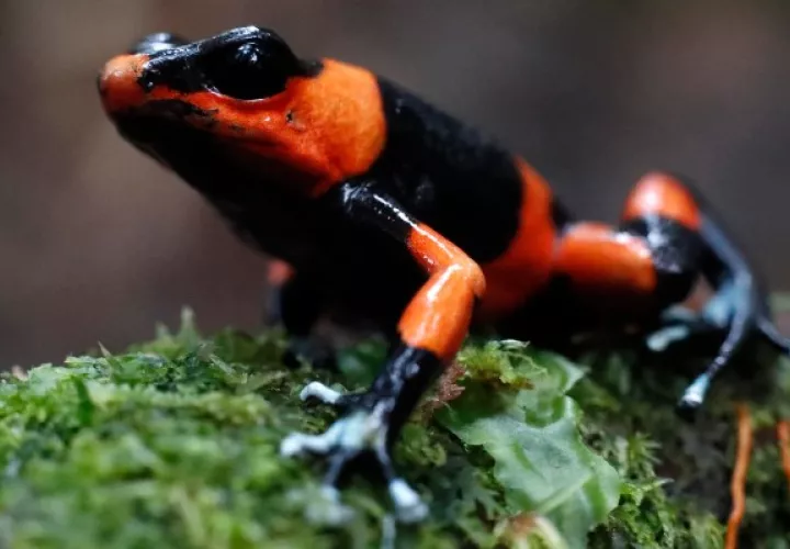 La ranita venenosa "Oophaga lehmanni" en peligro de extinción. Foto: EFE