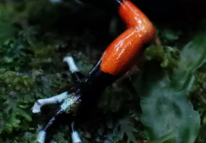 La ranita venenosa "Oophaga lehmanni" en peligro de extinción. Foto: EFE