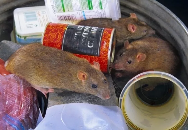 Los residuos orgánicos proporcionan  nutrición y un medio natural para los roedores. Foto: Cortesía