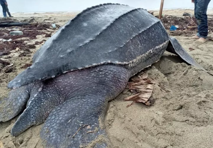 Esta especie  ha sido reportada con poca presencia en el Pacífico. Foto: MiAmbiente