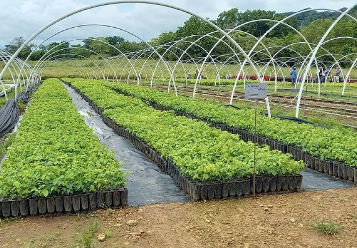 El cocobolo es una de las especies que se plantan en el vivero. Foto: Karol Lara