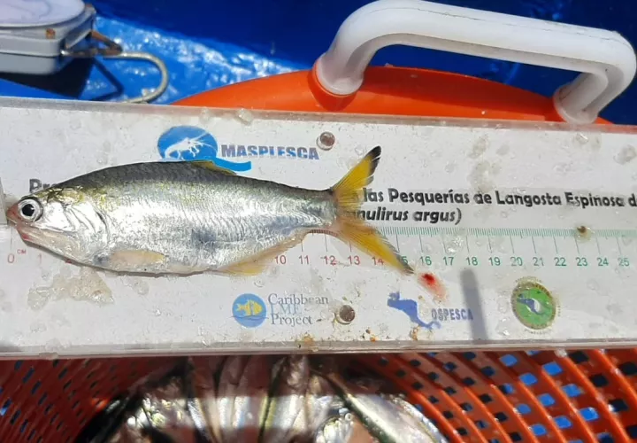 La anchoveta, así como el arenque, se utilizan para la producción de harina y aceite de pescado. Foto: Cortesía ARAP.