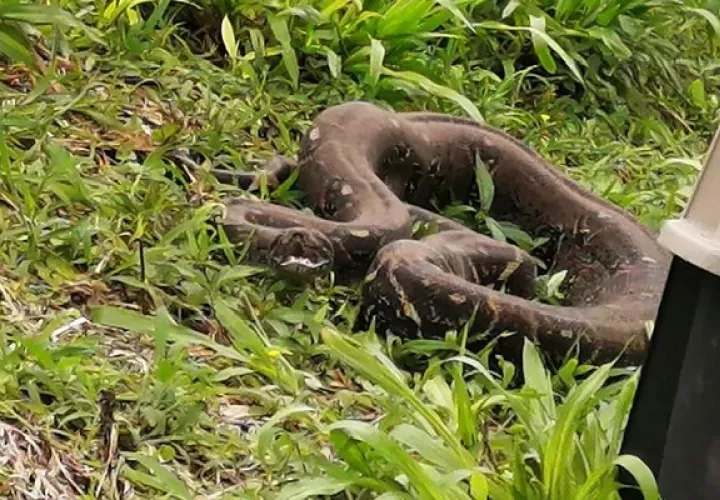 La boa constrictor, en etapa adulta, fue encontraba en el jardín de esta residencia y posteriormente fue liberada en un área protegida en el sector de Tierras Altas.