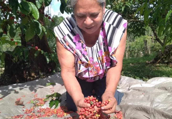 Aspiran poder comercializar bajo una marca todo el café de bajura que se produce en la región. Foto: Eric A. Montenegro