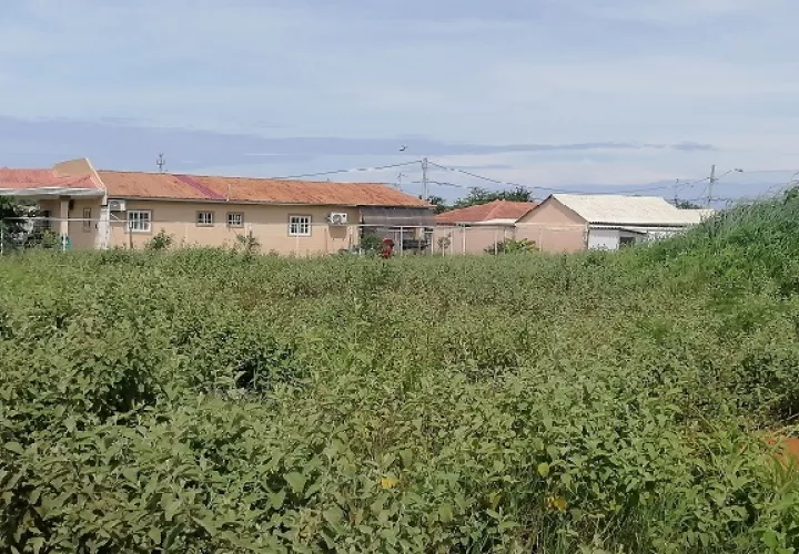 La proliferación de herbazales podría traer como consecuencia la proliferación de vectores y alimañas que pudieran ocasionar daños a la salud y seguridad de la población, indicó la autoridad municipal. Foto. Thays Domínguez