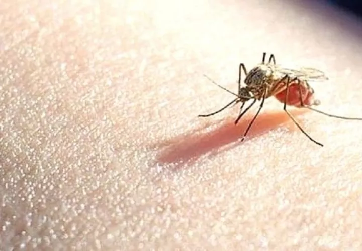 La malaria es una enfermedad causada por la picadura de un mosquito infectado del género anopheles. Foto: Archivo