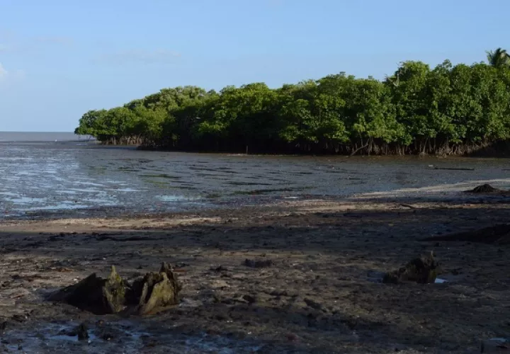Los bosques de manglar están desapareciendo de tres a cinco veces más rápido que los bosques del mundo.  Foto: Audobon