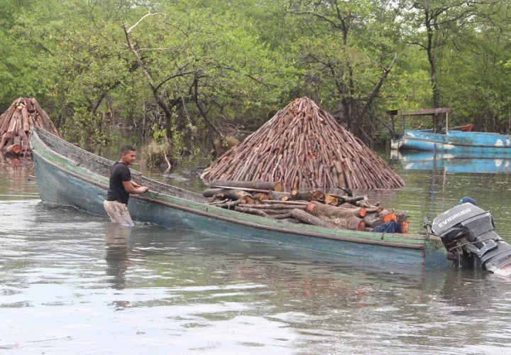 Las comunidades de Espavé y Sajalices han subsistido por años de la tala de mangle. Foto: Archivo Ilustrativa
