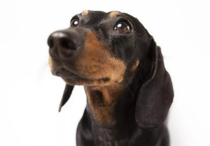Por múltiples razones el perro puede tener la nariz seca y caliente. Foto:  Ilustrativa / Freepik