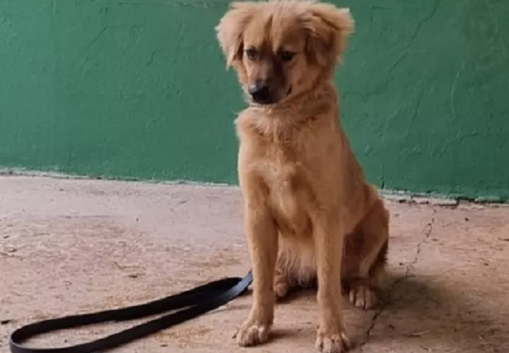 Una vez recuperada, fue trasladada a la Unidad Canina Agropecuaria (UCA) de Tocumen. Foto: Diomedes Sánchez