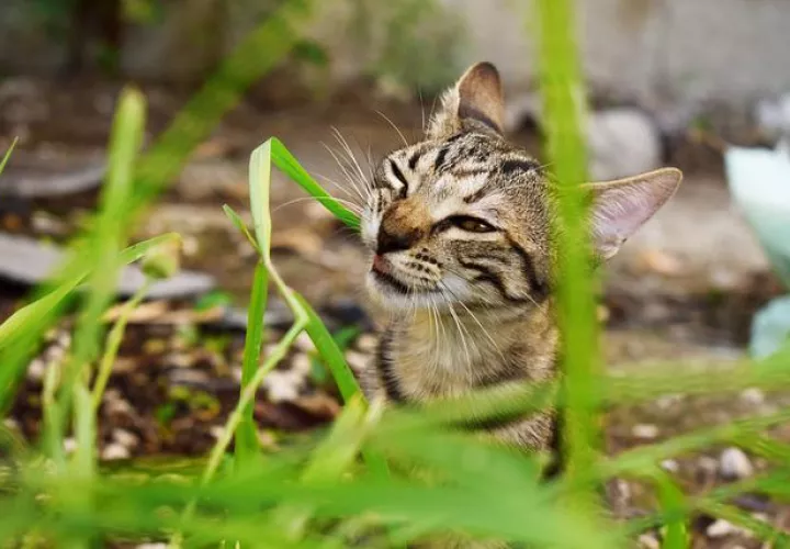 Panamá prepara primer Congreso de Medicina Felina “Cat X Panamá 2022".  Foto: Pixabay