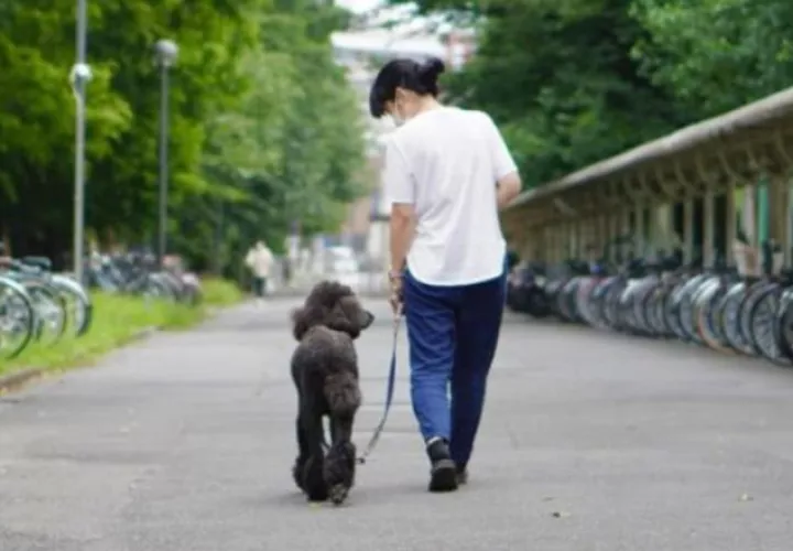 Los perros al emocionarse lloran. Foto: EFE