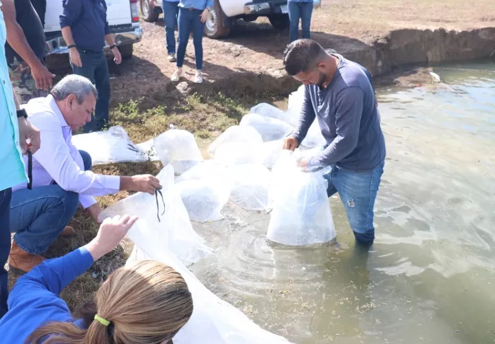 El Lago La Yeguada tenía doce años sin ser repoblado de tilapias. Foto: Cortesía ARAP.