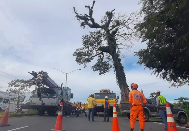 La directora regional de MiAmbiente Krislly Quintero, señaló que, debido a problemas fitosanitarios del árbol, el mismo padece enfermedades que poco a poco han causado su deterioro. Foto. Cortesía