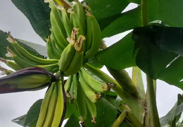A consecuencia de las lluvias y la falta de riesgo con fertilizante las plantas están estresadas y ello ha provocado que la producción baje hasta en un 70%. Foto. José Vásquez