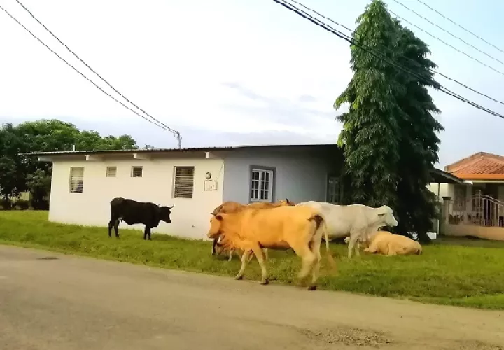 La presencia de animales en soltura que deambulan por las calles, casas y patios es constante, sin que sus propietarios hagan nada por corregir la situación. Foto. Thays Domínguez