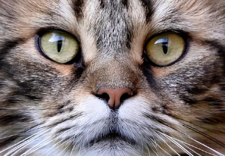 Con éxito un prototipo de vacuna contra el coronavirus SARS-CoV-2 en animales. Foto: EFE