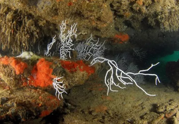 Imagen de archivo de Gorgonias y esponjas (Crambe crambe), tomada por la expedición Oceana Ranger de los fondos submarinos del golfo de Cádiz. Foto: EFE