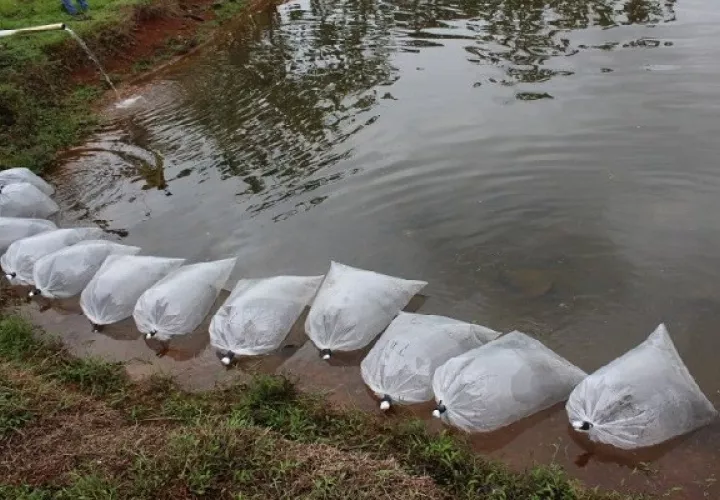 La primera fase del proyecto implicó la siembra de dos mil alevines de la tilapia gris y la tilapia roja, además de carpa común, caracol, almejas y colosoma. Foto, Eric Montenegro
