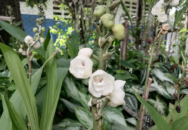 El festival nacional busca conservar el cultivo de este especie de flor. Foto: Thays Domínguez 