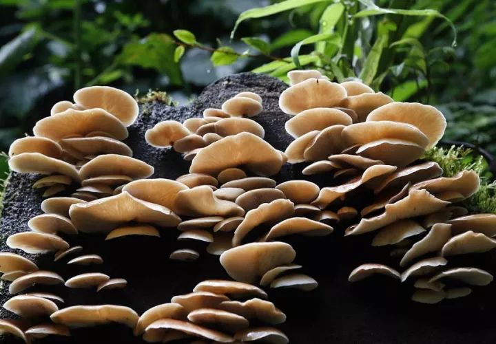 Hongos del bosque nuboso Palo Verde, una reserva natural ubicada en el centro de Costa Rica. EFE
