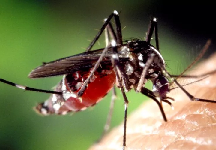 El 53% de los casos de malaria notificados en la última semana son masculino. Foto: Pixabay