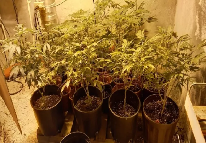 Se mantiene un operativo para dar con los dueños de la propiedad en la que se encontró el cultivo ilegal. Foto. Eric Montenegro