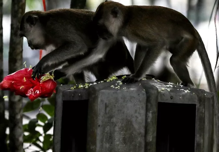 Macacos de cola larga de la isla de Bali y el uso de juguetes sexuales. Foto: EFE