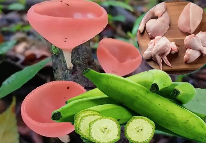 La dieta ha pasado de hongos silvestres, en algunas zonas, a productos comerciales. Foto: Cortesía