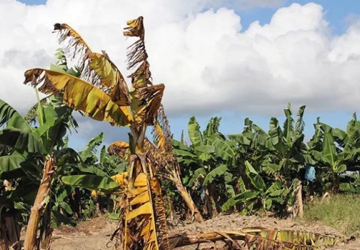 El estudio se realizó en  plantas como el plátano, guineo y tomate. Foto: UN