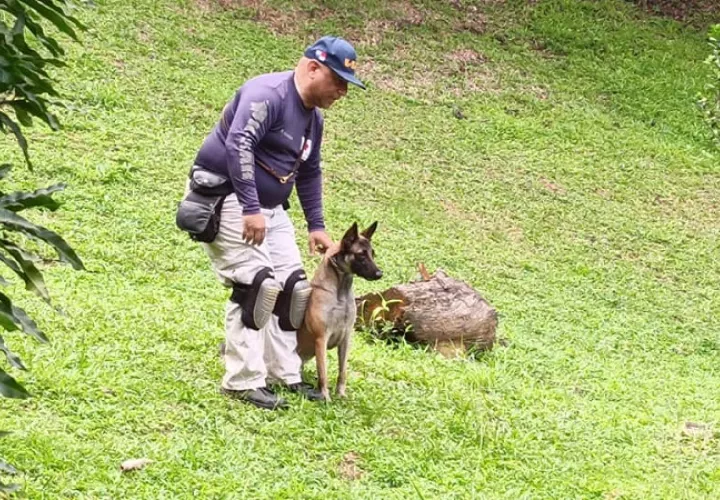 A la fecha, la Cruz Roja cuenta con cuatro binomios (hombres-perros) activos para misiones de ubicación y rescate. Foto: Cortesía Cruz Roja Panameña