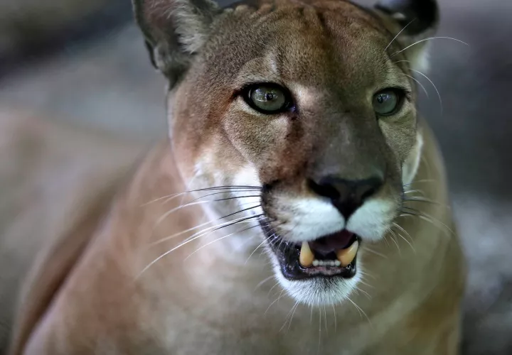 Se colocaron cámaras para tratar de evidenciar la presencia del felino.Foto: Thays Domínguez