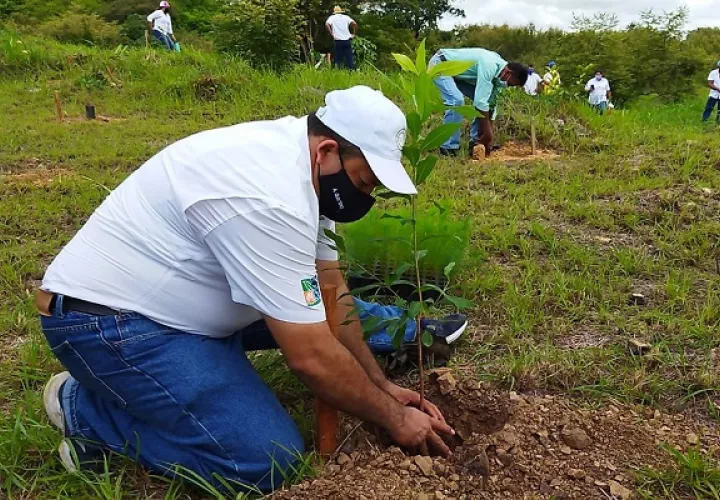 Junio ha sido el mes que más se ha reforestado este año. Foto: Cortesía MiAmbiente
