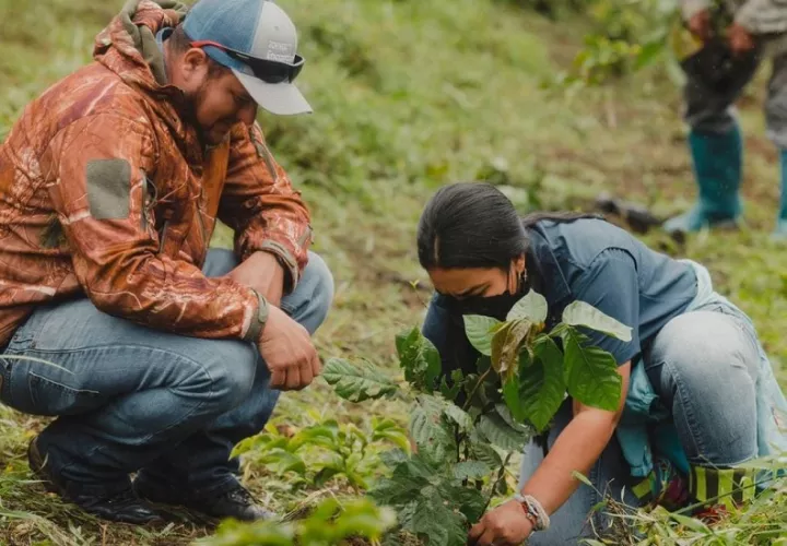 Se plantaron 300 plantones de las especies de guabo, cigua, bambito  y ciruelillo. Foto: Mayra Madrid