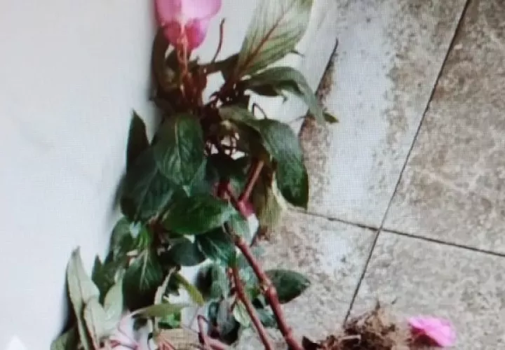 Las plantas que fueron hurtadas por esta pareja son de clima frío. Foto: Mayra Madrid