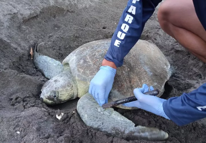  La tortuga lora es una especie en peligro de extinción. Foto: Thays Domínguez