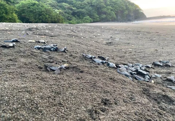 En la provincia de Los Santos, la reserva de vida silvestre de playa La Marinera, en Tonosí, es uno de los escenarios predilectos para anidación de tortugas. Foto. Thays Dompinguez