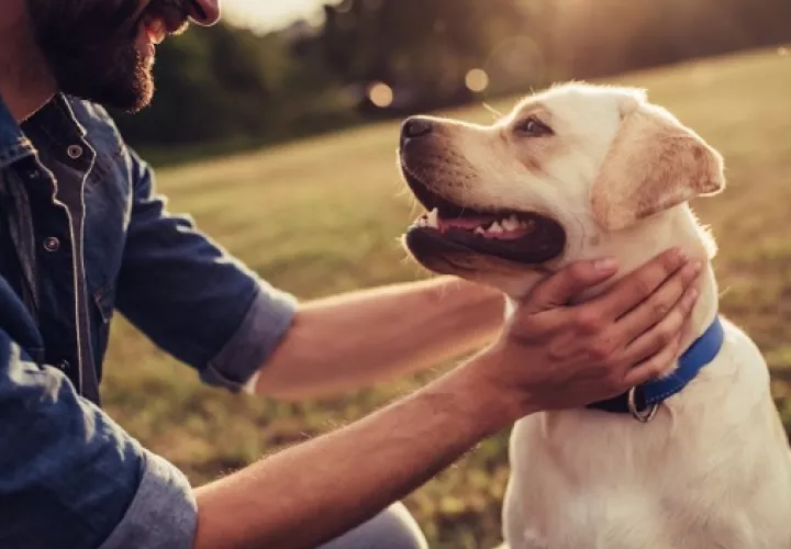 La alimentación de los perros es vital para su estado de salud y de ánimo. Foto: EFE